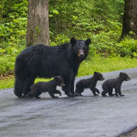 A Stones Throw, You Get 1089 Free Attraction Tickets Per Paid Day, Dollywood And Much More! Pigeon Forge Luaran gambar